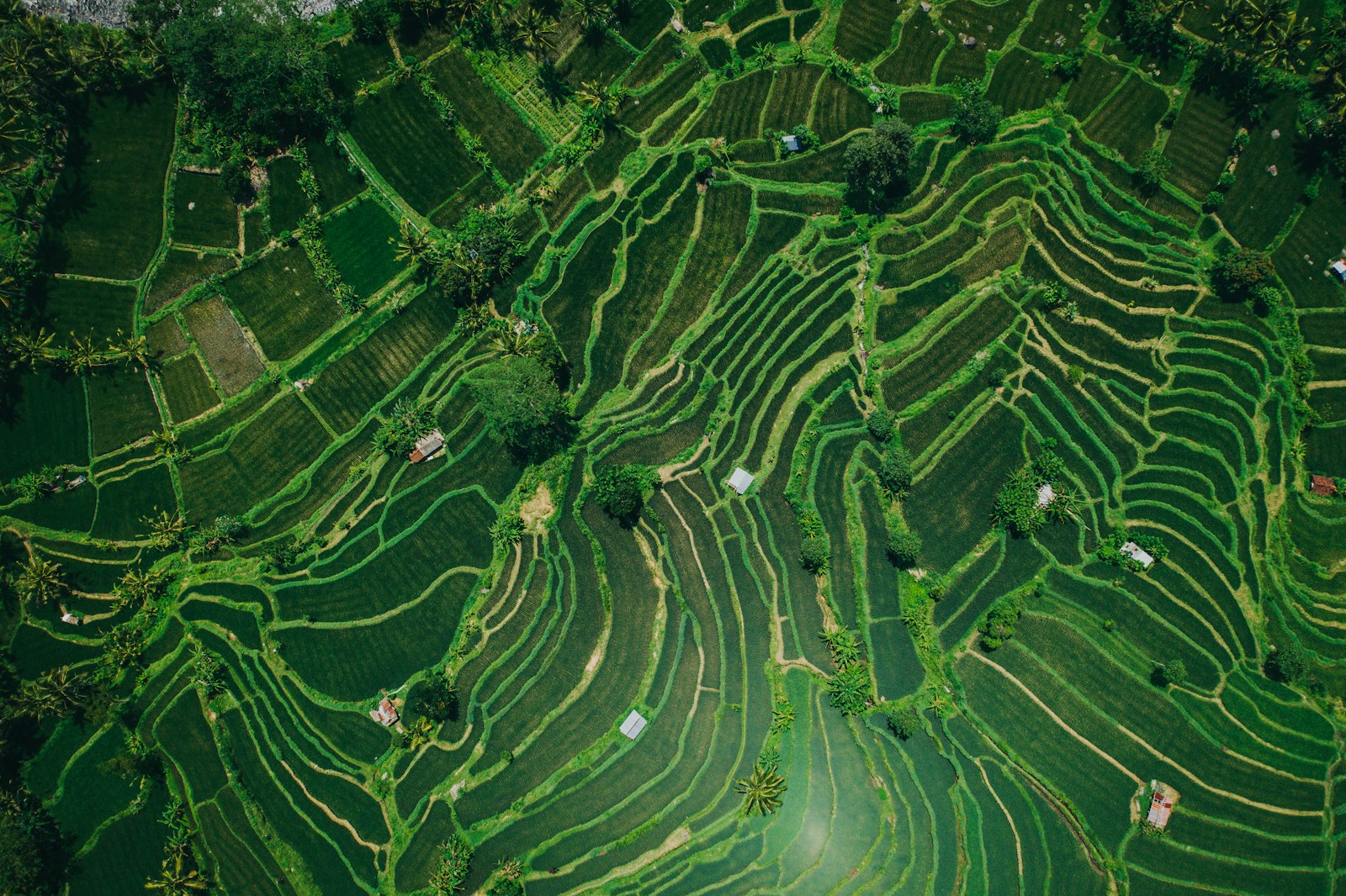 Rice terraces from above, Sidemen